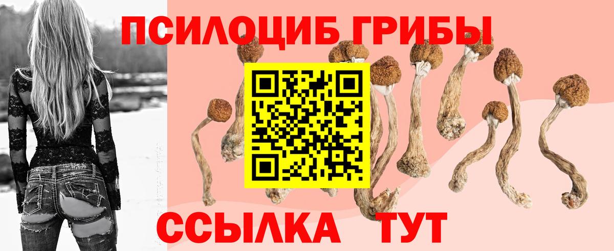 Галлюциногенные грибы Psilocybe Шуя